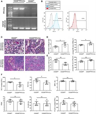 CD226 Is Required to Maintain Megakaryocytes/Platelets Homeostasis in the Treatment of Knee Osteoarthritis With Platelet-Rich Plasma in Mice